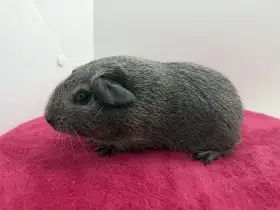 Morče hladké samičky aguti černá/bílá s PP