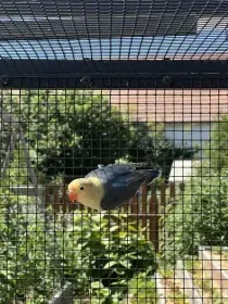 Agapornis fischeri