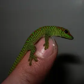 Felsuma madagaskarská grandis ( Phelsuma madagascariensis grandis)