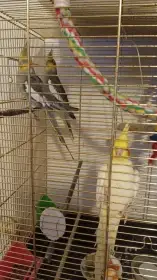 Předám korely