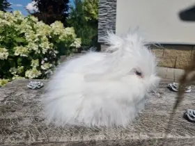 Teddy zakrslý králík