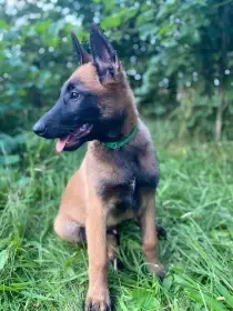 Štěňátka Belgický ovčák malinois