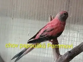 Neoféma bourek růžový opalín - samička