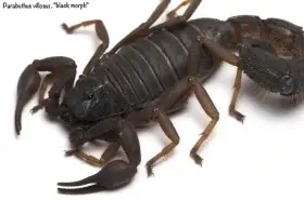 Štíři a další