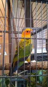 Aratinga sluneční dokrmená a mazlivá mláďata