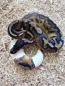 Krajta kralovska Black Head Pied