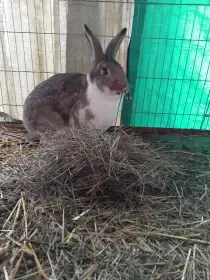 Samci meklenburského strakáče pro chov