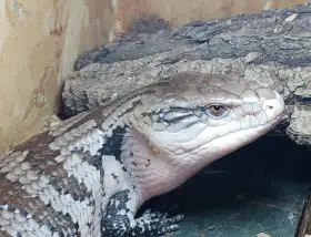 Prodám tilikvu obrovskou (tiliqua gigas)