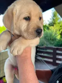 Labradorský retrívr štěňata s průkazem původu