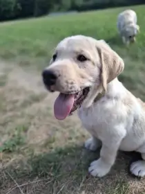 Aslan