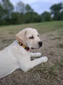 Abbie