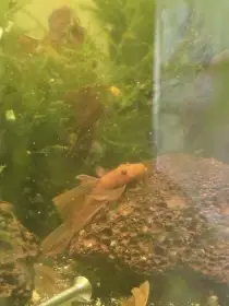 Ancistrus super red long fin -závojový