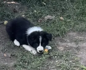 Border kolie /  collie štěňátka s PP (FCI)