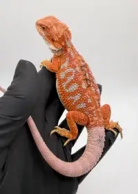 Agama vousatá