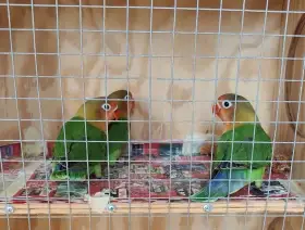 Agapornis fišerův
