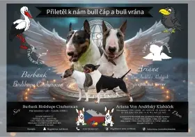 Bílá holčička anglického bulteriera