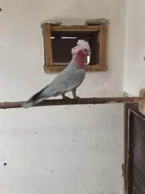 Kakadu růžový