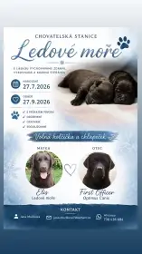 Labrador retriever s PP