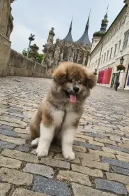 Červený dlouhosrstý pejsek Akita Inu s průkazem původu FCI/ČMKU