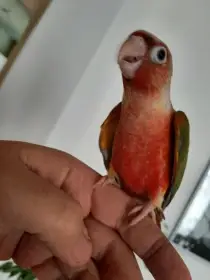 Ručně dokrmená samička pyrury zelenolící