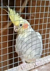Korela Korely