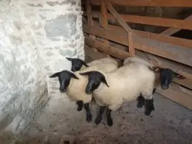 Beránci masného plemene suffolk