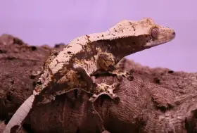 Mláďata pagekonů řasnatých C. Ciliatus