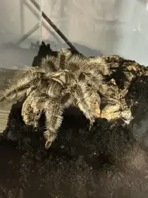 Tlitocatl albopilosus Nicaragua
