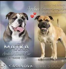Kontinentální buldok štěňátka