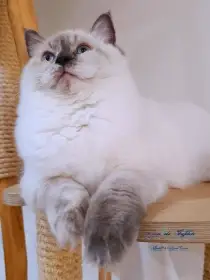 Ragdoll slečna
