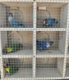 Agapornis škraboškový
