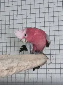 Levně samec kakadu růžový