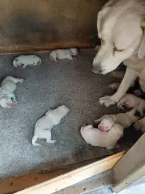Labradorsky retrivr