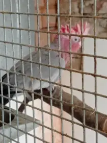 Kakadu růžový