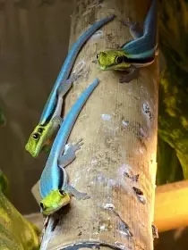 Phelsuma Klemmeri
