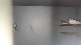 Zebřička pestrá