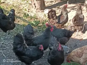 Australka velká černá - kmen 1:10