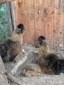 Kohouti