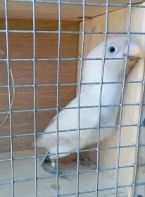 Prodám Agapornis škraboškový