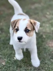 Jack Russell teriér