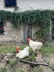 5 měsíční kohout Bresse Gauloise, vhodný do chovu.