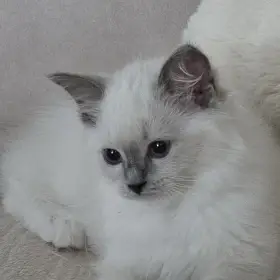 Koťata Ragdoll