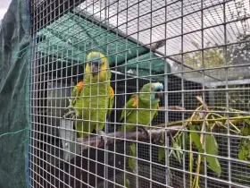 Rodiče