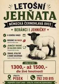 Prodám jehňata