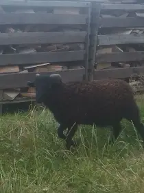 Quessant/Ouessant beránek