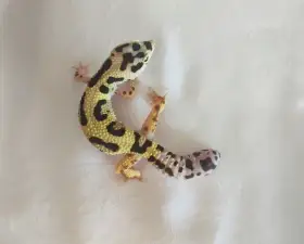 Samice gekončíka nočního Bandit non het