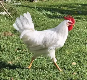 Kohout leghornka