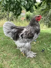 Prodam kohouta Brahmanky