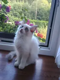 Ragdoll
