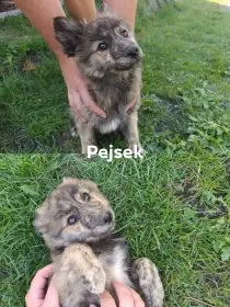 Štěňátka německý špic střední